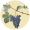 Los Caminos del Vino en Uruguay